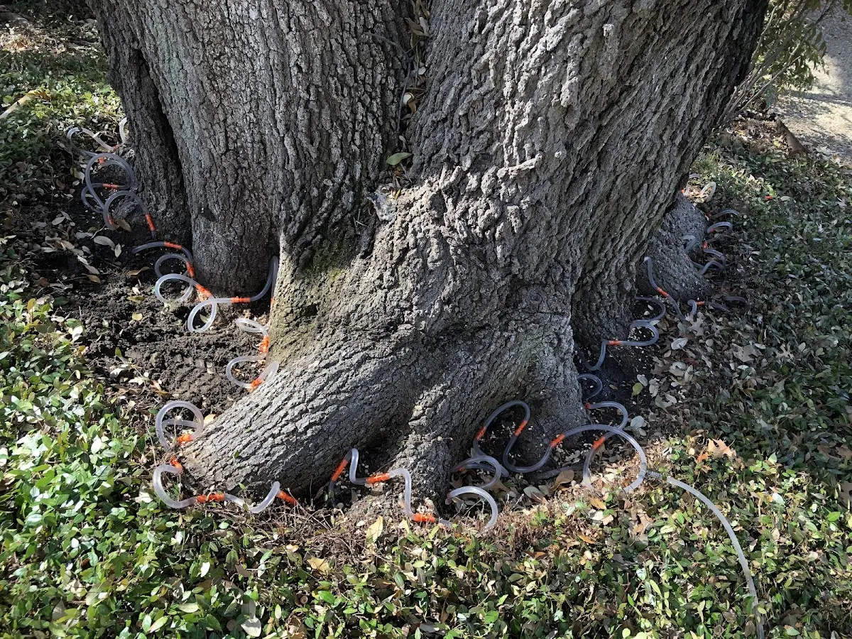 Detailed Tree Cabling and Bracing job site in Cohoes