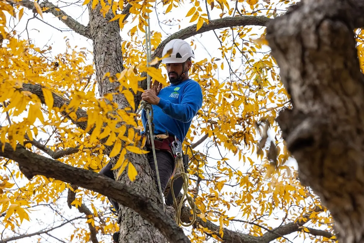 Skilled Tree Planing crew working in Cohoes